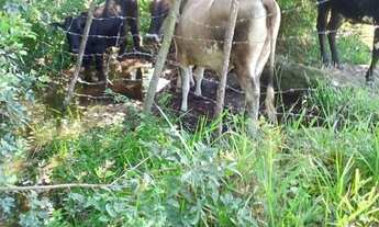 Imagem 7: Terreno com duas casas dentro, 86713 metros quadrados em Divino São Lourenço- ES