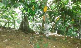 Imagem 4: Fazenda em são josé da vitória