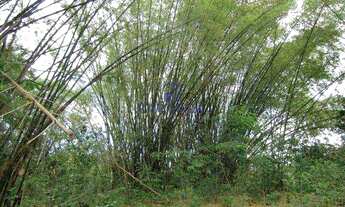 Imagem 3: Fazenda Itacimirim (Camaçari) - R$ 1.7 mi, Cod: 22700