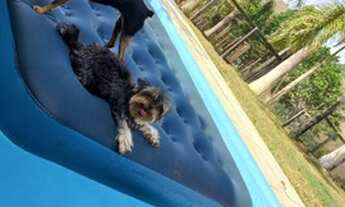 Imagem 2: Vendo chácara de 6.1/2 alqueires a 26km de Parauapebas