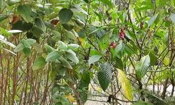 Imagem 5: Casa para venda possui 1700 metros quadrados com 2 quartos