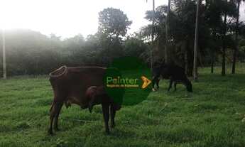 Imagem 3: Fazenda com 3 dormitórios à venda, 435600 m² por R$ 2.850.000,00 - Zona Rural - Jandaia/GO