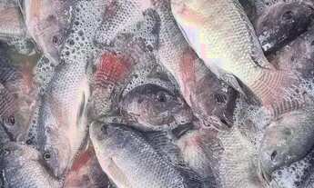 Imagem: Sitio em Benevides