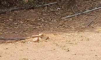 Imagem 4: Chacarinha de mil com casinha