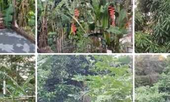 Imagem 7: Casa junto com chácara no mesmo lote