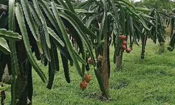 Imagem: Paz, natureza e investimento certo - sítio