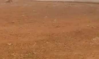 Imagem 4: Situio em cmpo florido 18 alqueirão 4.320.000.00 ( ja