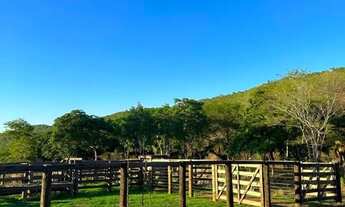 Imagem 3: Vende-se fazenada em Faina-Goias com 55 Alqueires