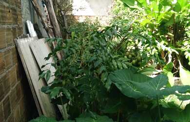 Imagem 5: Vende se Lote com Casa Simples