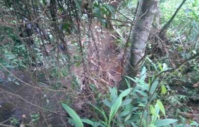 Imagem 10: Vc quer fazer plantio tenho um linda fazendinha de 20 mil m² com muita agua a 280 mil