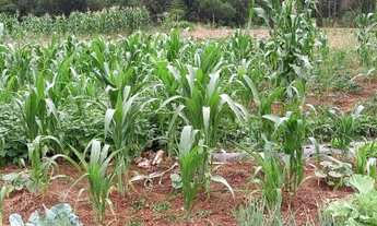 Imagem 3: Terreno no Centro de Lindolfo Collor REF: 210425