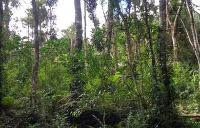 Imagem 6: Chácara em agudos do sul