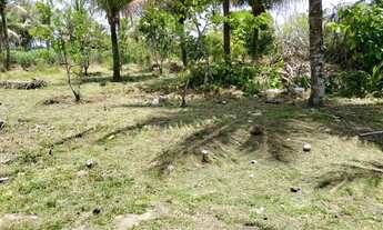 Imagem 6: Vendo maravilhoso sítio em jaguaripe