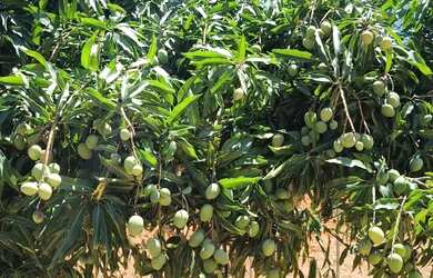 Imagem 7: Chácara à Venda em Jacareí 1.750m²