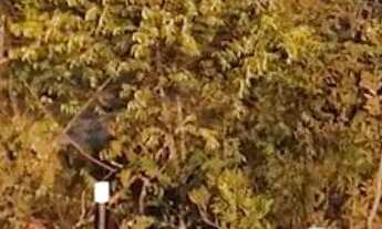 Imagem 7: Vendo Minichácaras Samambaia Norte