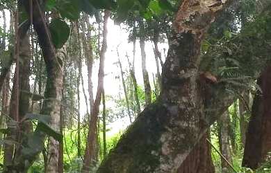 Imagem 4: Terreno à venda, 500 m² por R$ 360.000,00 - Granja Viana - Cotia/SP