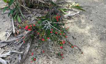 Imagem 4: SÍTIO 7 HECTARES PRÓXIMO A PRESIDENTE FIGUEIREDO - KM 82 - AREA FERTIL - OTIMA PRODUÇÃO