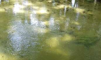 Imagem 2: LOTES C/ IGARAPE PROX.AO CUMARU /VIGIA