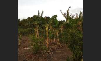 Imagem 5: Terreno em bom Jardim s.jose de ribamar