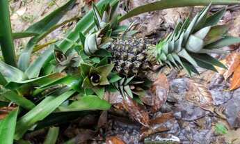 Imagem 5: Chácara a Venda ou Aluguel