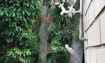 Imagem 6: Kitnet Rua do Viveiro, Garopaba