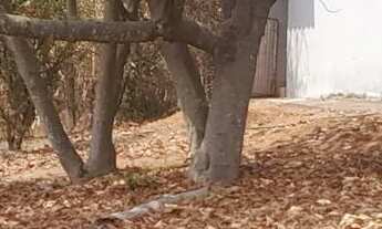 Imagem 2: Chacarinha de mil com casinha