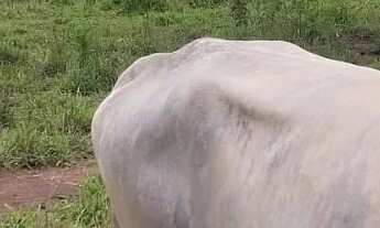 Imagem 3: Area 7 Alqueires(34,8 Hectares)escriturado,Poço Proprio,Terra De Cultura...