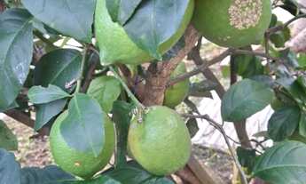 Imagem 2: VENDO CADA NA DESEJADA ILHA DE FLORIANOPOLIS