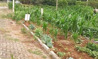 Imagem 2: Terreno no Centro de Lindolfo Collor REF: 210425