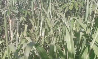 Imagem: Fazenda com 140 Alqueires município de