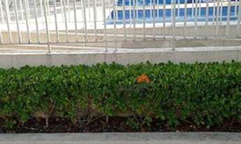 Imagem 7: Apartamento com 2 dormitórios à venda, 70 m² por R$ 435.000,00 - Parque Taboão - Taboão da