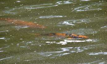 Imagem 4: Casa com 4 dormitórios à venda, 650 m² por R$ 1.800.000 - Condomínio Refúgio dos Pinheiros