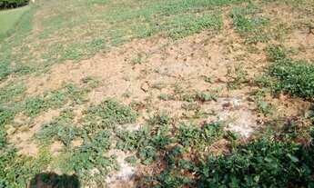 Imagem: Chácara - Roça Velha