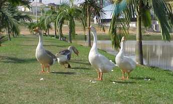 Imagem 5: Casa com 3 dormitórios à venda, 293 m² por R$ 1.100.000,00 - Jardim Ibiti do Paço - Soroca