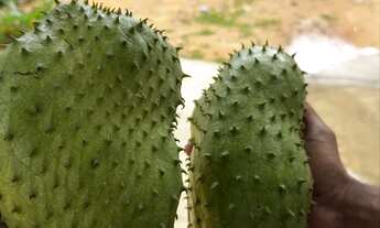 Imagem 2: Chácara Chácara com venda por R$225.000