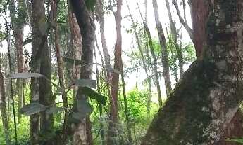 Imagem 2: Terreno à venda, 500 m² por R$ 360.000,00 - Granja Viana - Cotia/SP