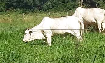 Imagem: Area 7 Alqueires(34,8 Hectares)escriturado,Poço