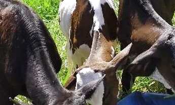 Imagem 4: Propriedade para arrendamento