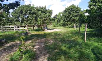 Imagem 3: Sítio na região de Cedral depois da acorizal 15 hectares