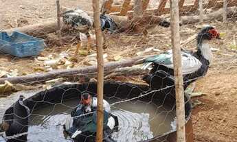 Imagem 3: Vendo sitio em comunidade nova Dolabela Bocaiuva