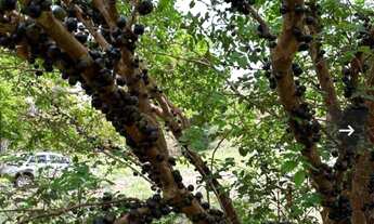 Imagem 2: Sítio com Suíte e Poço Artesiano - Oportunidade Única!