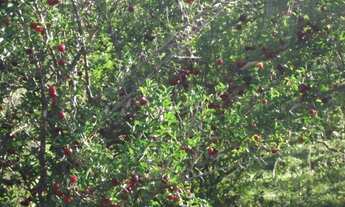 Imagem 3: Jaboticatrubas!!!terreno rural de 60 mil metros As Margens do Rio * ZAP Guilherme