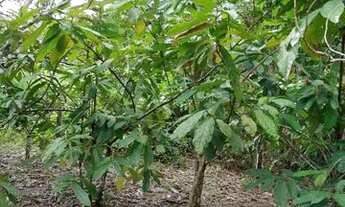 Imagem: Vende-se terreno