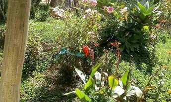 Imagem 3: Vendo chácara Chácara com venda por R$250.000