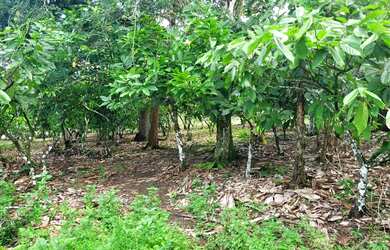 Imagem 3: Vendo excelente sítio em Valença Bahia