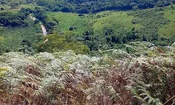 Imagem 4: Fazenda de Pinus à venda em Adrianópolis/PR 200 hectares