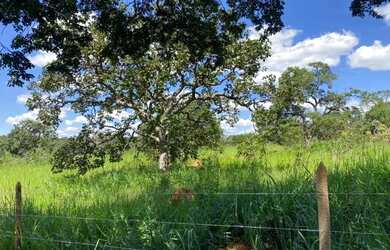 Imagem 5: Terreno de 4 ha, plano, 50% formado em baquearia, 80% terra de cultivo, Jaboticatubas