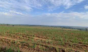 Imagem: Fazenda de Cana 188,50 alqueires Ribeirão