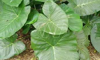 Imagem: Casa - Parque Jatibaia (Sousas) - Campinas