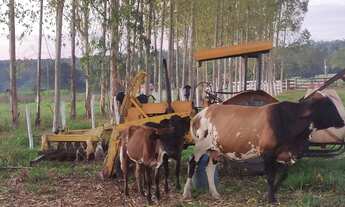 Imagem: Vendo excelente fazenda